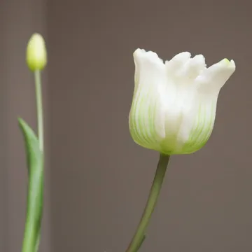 Triumph tulips artificial bouquet - White, 10 pcs - Botané