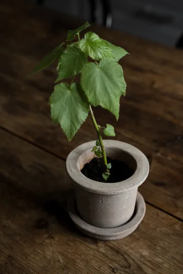 Ernst terracotta pot with saucer - Ø12x10 cm - ERNST