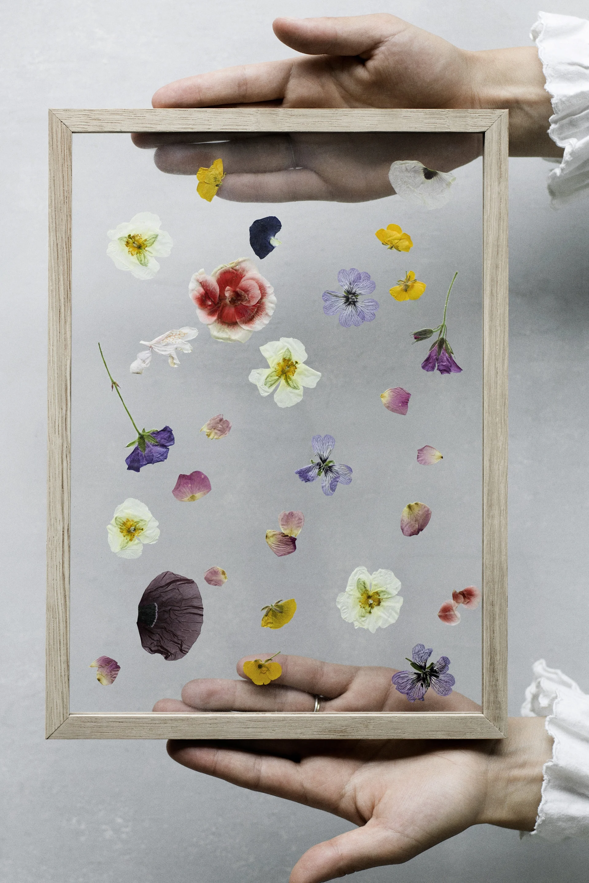 Hands holding a light wooden frame with pressed colorful flowers and petals inside against a gray background.