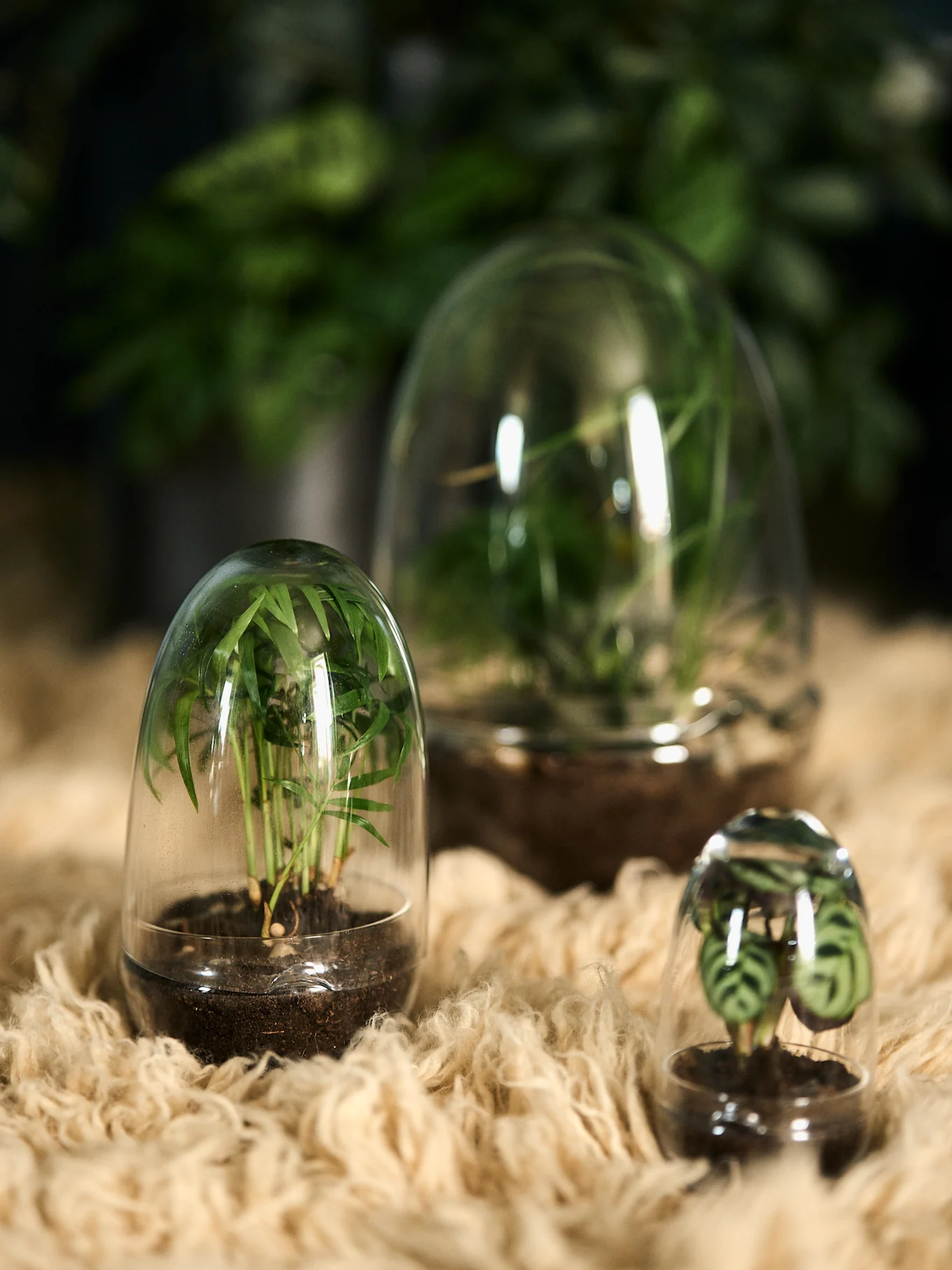 Three small plant terrariums with clear glass cloches sit on a fluffy light brown rug. A palm-like plant is in the largest one.